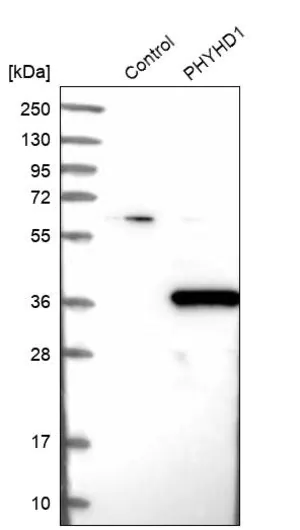 Merck Anti-PHYHD1 antibody produced in rabbit
