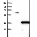 Merck Anti-PHYHD1 antibody produced in rabbit