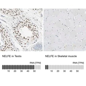 Merck Anti-NELFE antibody produced in rabbit
