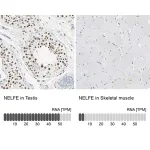 Merck Anti-NELFE antibody produced in rabbit