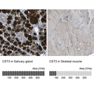 Merck Anti-CST3 antibody produced in rabbit