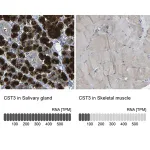 Merck Anti-CST3 antibody produced in rabbit