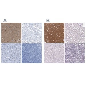 Merck Anti-FAIM2 antibody produced in rabbit