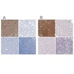 Merck Anti-FAIM2 antibody produced in rabbit