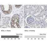 Merck Anti-BOLL antibody produced in rabbit