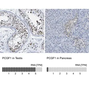 Merck Anti-PCGF1 antibody produced in rabbit