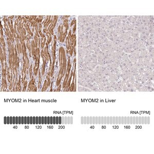 Merck Anti-MYOM2 antibody produced in rabbit