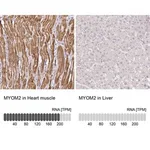 Merck Anti-MYOM2 antibody produced in rabbit