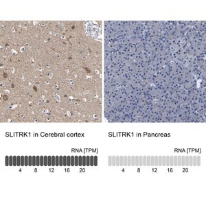 Merck Anti-SLITRK1 antibody produced in rabbit