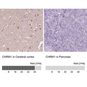 Merck Anti-CHRM1 antibody produced in rabbit