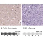 Merck Anti-CHRM1 antibody produced in rabbit