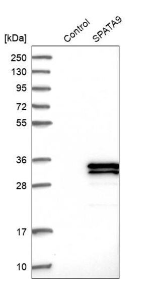 Merck Anti-SPATA9 antibody produced in rabbit