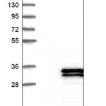 Merck Anti-SPATA9 antibody produced in rabbit