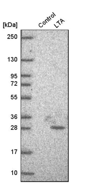 Merck Anti-LTA antibody produced in rabbit