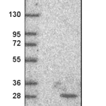 Merck Anti-LTA antibody produced in rabbit