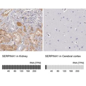 Merck Anti-SERPINA1 antibody produced in rabbit