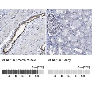 Merck Anti-ACKR1 antibody produced in rabbit