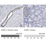 Merck Anti-ACKR1 antibody produced in rabbit