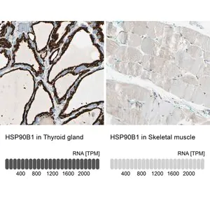 Merck Anti-HSP90B1 antibody produced in rabbit