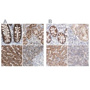 Merck Anti-TST antibody produced in rabbit