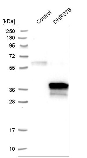 Merck Anti-DHRS7B antibody produced in rabbit