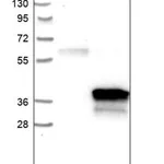 Merck Anti-DHRS7B antibody produced in rabbit