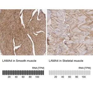 Merck Anti-LAMA4 antibody produced in rabbit