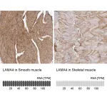 Merck Anti-LAMA4 antibody produced in rabbit