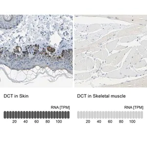 Merck Anti-DCT antibody produced in rabbit