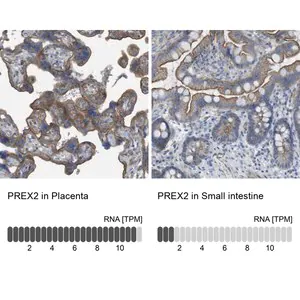 Merck Anti-PREX2 antibody produced in rabbit