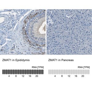 Merck Anti-ZMAT1 antibody produced in rabbit