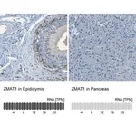 Merck Anti-ZMAT1 antibody produced in rabbit
