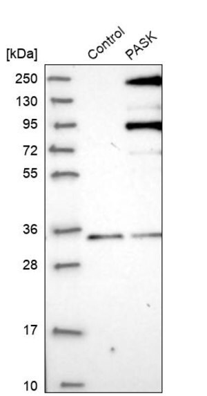 Merck Anti-PASK antibody produced in rabbit