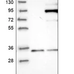 Merck Anti-PASK antibody produced in rabbit