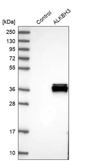 Merck Anti-ALKBH3 antibody produced in rabbit