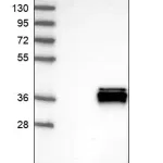 Merck Anti-ALKBH3 antibody produced in rabbit