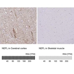 Merck Anti-NEFL antibody produced in rabbit