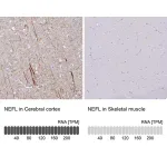 Merck Anti-NEFL antibody produced in rabbit