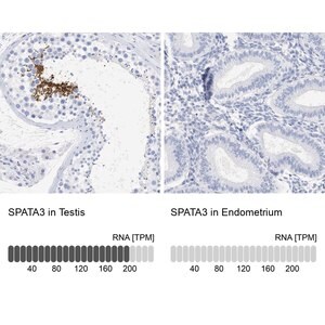 Merck Anti-SPATA3 antibody produced in rabbit
