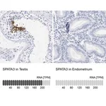 Merck Anti-SPATA3 antibody produced in rabbit
