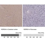 Merck Anti-NDRG4 antibody produced in rabbit