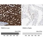 Merck Anti-FMO3 antibody produced in rabbit