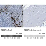 Merck Anti-FDCSP antibody produced in rabbit
