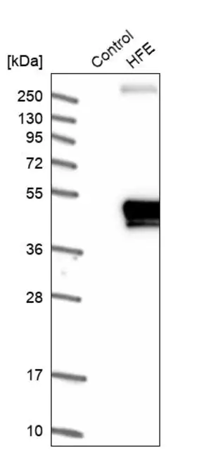 Merck Anti-HFE antibody produced in rabbit
