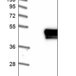 Merck Anti-HFE antibody produced in rabbit