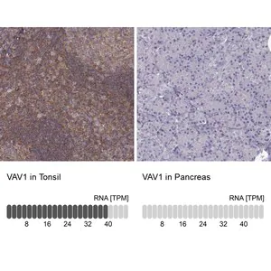 Merck Anti-VAV1 antibody produced in rabbit