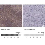 Merck Anti-VAV1 antibody produced in rabbit