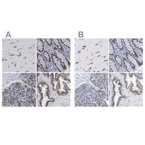 Merck Anti-TMEM87A antibody produced in rabbit