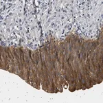 Merck Anti-PLPP6 antibody produced in rabbit