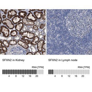 Merck Anti-SFXN2 antibody produced in rabbit